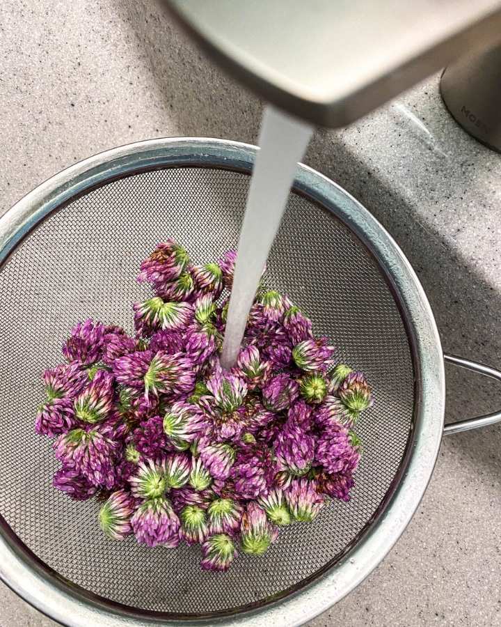 water running on red clover in a strainer